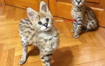 F1 and F2 Savannah Kittens Available