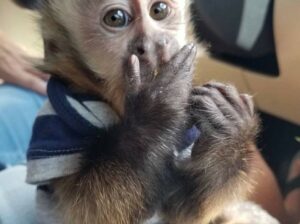Local baby Capuchin Monkeys for Adoption