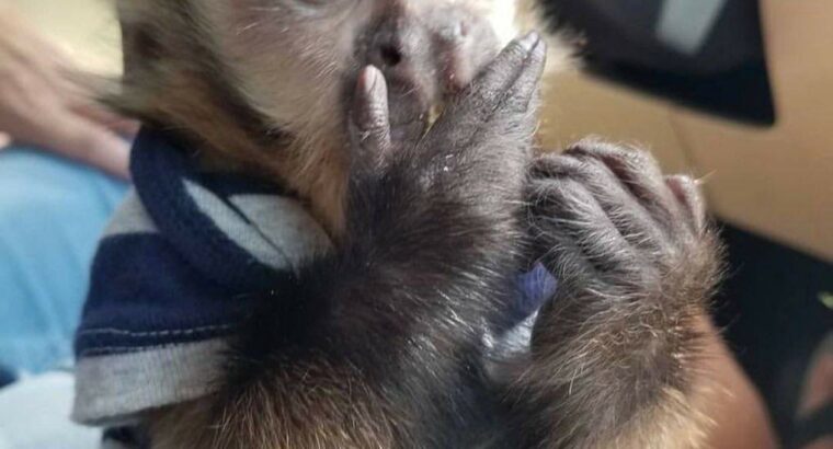 Intelligent Capuchin Monkey for sale