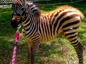 Outstanding Zebras for sale: Text:(213) 419-1945