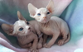 Purebred canadian sphynx hairless cats