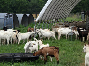 Order your healthy Kiko Goats with us today $197