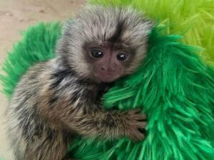Finger Monkey ready to be apart of your family