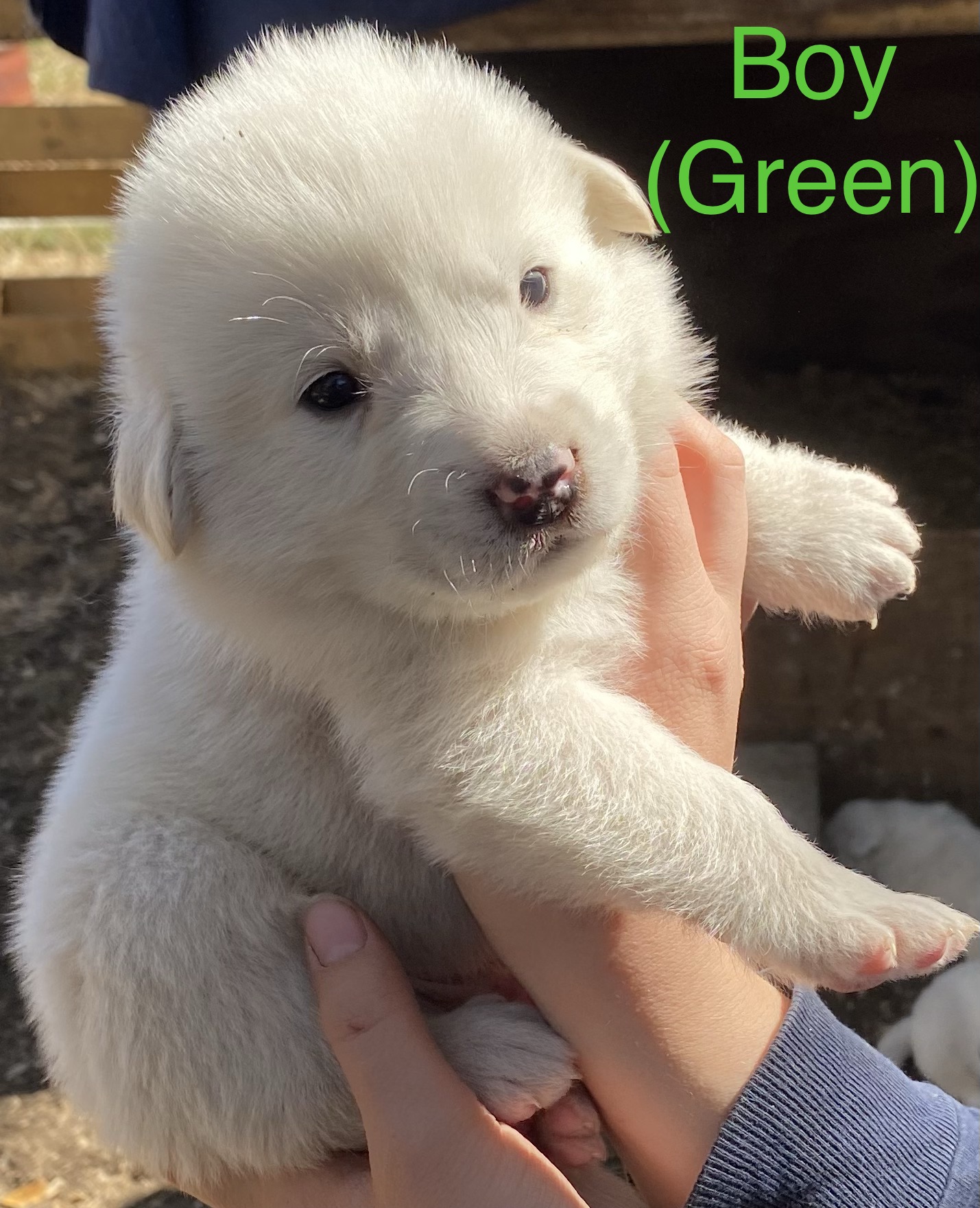 LGD puppies for sale