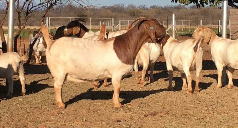 Boer and Kalahari Red goats for sale