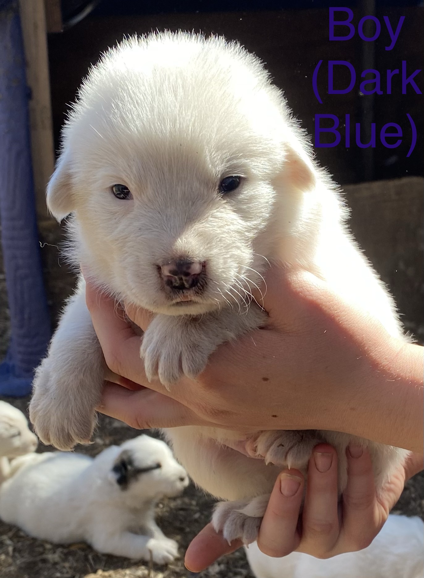 LGD puppies for sale