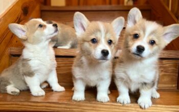 Adorable Corgi puppies for sale