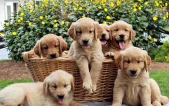 Adorable Golden retriever puppies for sale