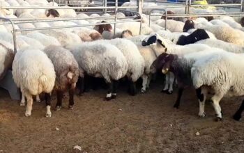 Fat tail sheep for sale ( Awassi and Gissar)