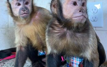 Baby Face Capuchin Monkeys Available For Adoption