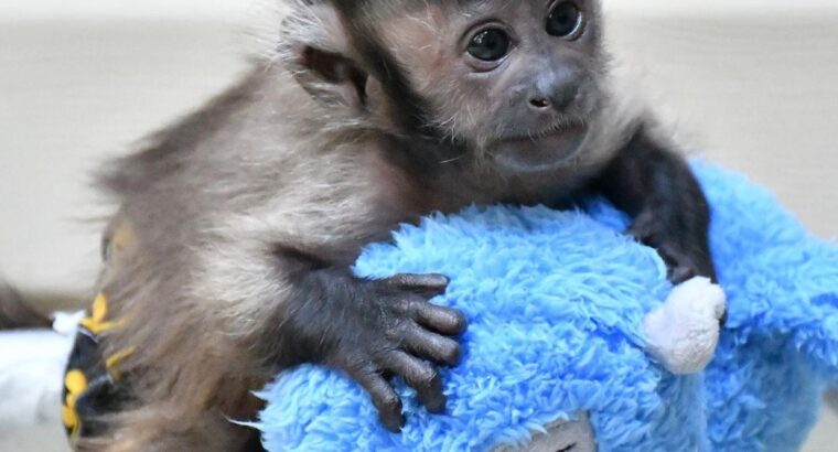 Capuchin Monkeys Available