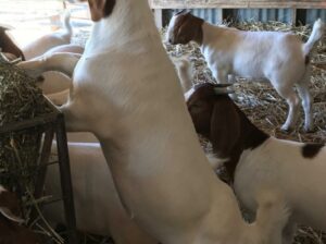 Order your healthy Boer Goats with CARTER FARM.