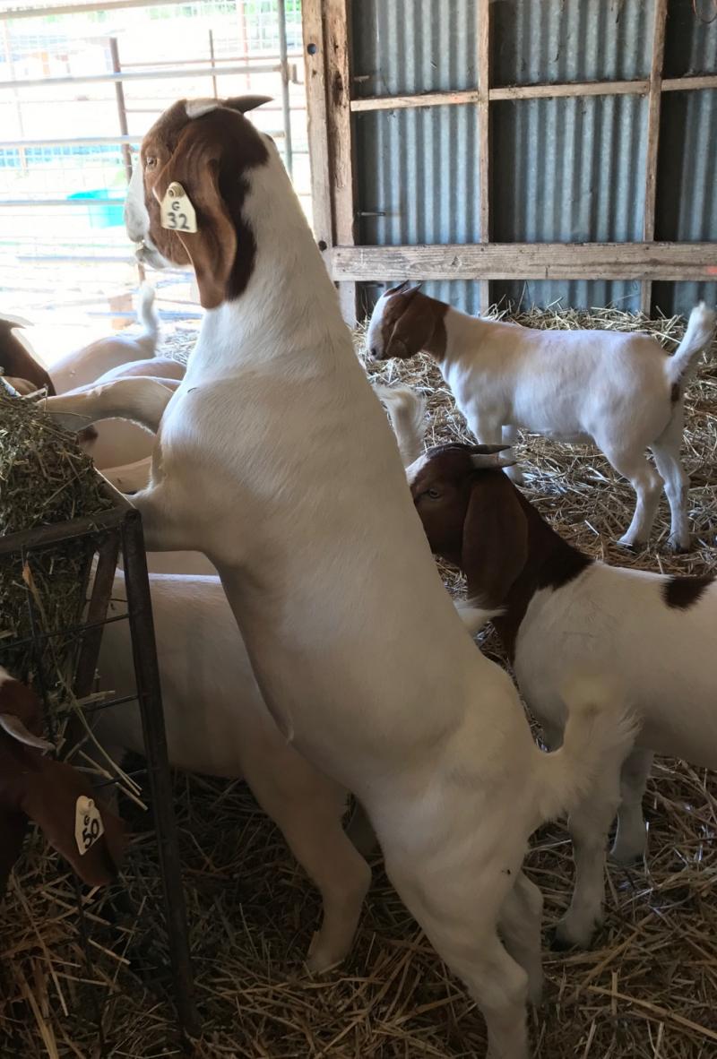 Order your healthy Boer Goats with CARTER FARM.