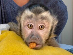 Intelligent Capuchin Monkey for sale