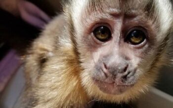 highly intelligent Capuchin monkey for sale