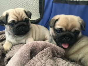 Male and female pug puppies