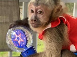 2 Adorable baby capuchin monkeys for adoption