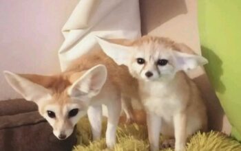 HOME TRAINED FENNEC FOX FOR SALE