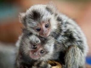 Beautiful Marmoset Monkeys For Sale
