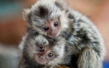 Beautiful Marmoset Monkeys For Sale