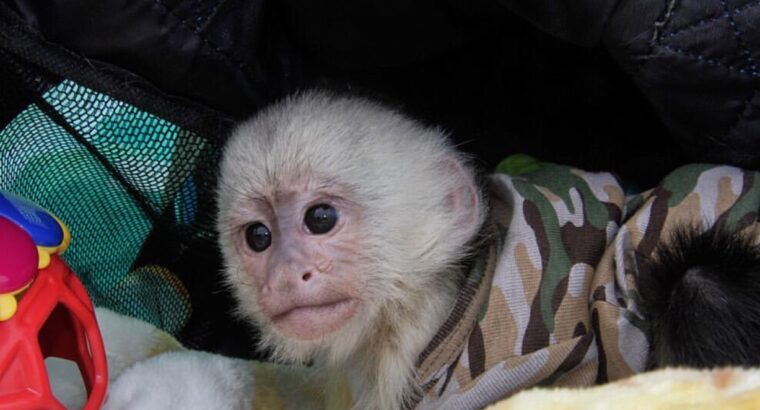 Very gorgeous baby monkeys available for rehoming