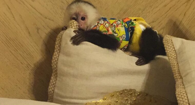 Capuchin Monkey Seeking A Loving Home ASAP