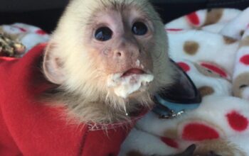 Amazing Pair of Baby Capuchin Monkeys ready for re