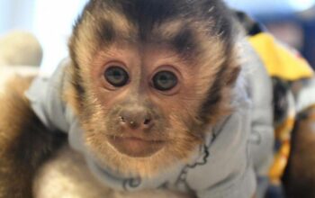 Adorable baby capuchin monkeys for adoption