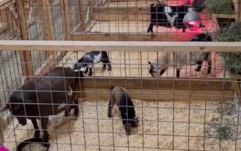 Cute Nigerian Dwarf Goats For Sale