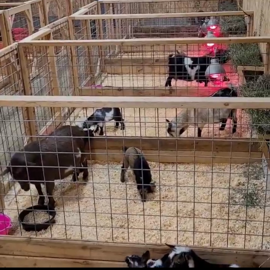 Cute Nigerian Dwarf Goats For Sale