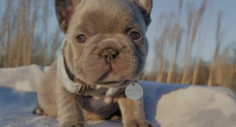 Healthy French bulldog for sale