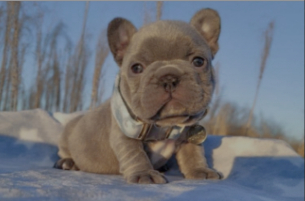 Healthy French bulldog for sale
