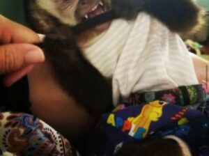 Capuchin Monkey Seeking A Loving Home