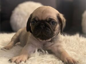 Fawn Pug puppies for Sale