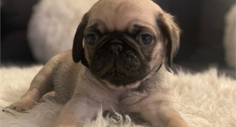 Fawn Pug puppies for Sale