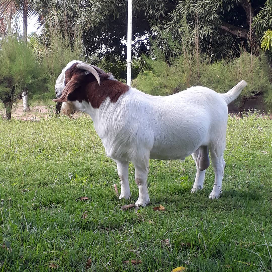 live sheep and goats available for sale