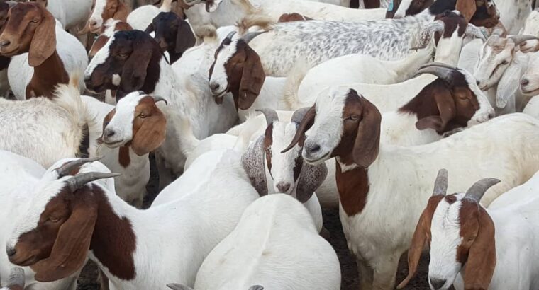 live sheep and goats available for sale