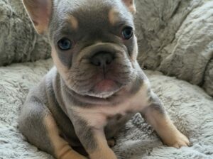 Well-socialized French Bulldogs