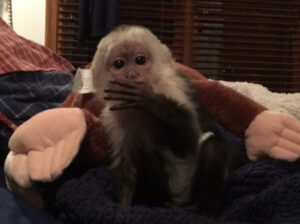 get a loving capuchin monkey asap