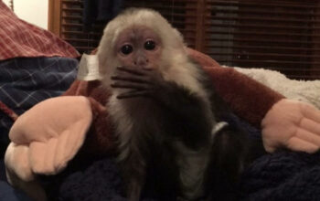 get a loving capuchin monkey asap