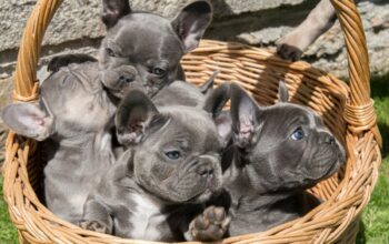Perfect French bulldog puppies for sale