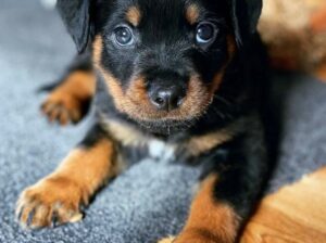 50% Off Top Quality Rottweiler Puppies.