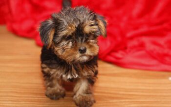 Cute and lovely Yorkie Puppies for adoption