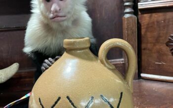 Intelligent capuchin monkey Available for adoption