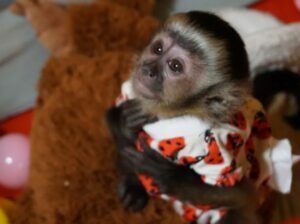 Adorable baby Capuchin Monkey for great adoption P
