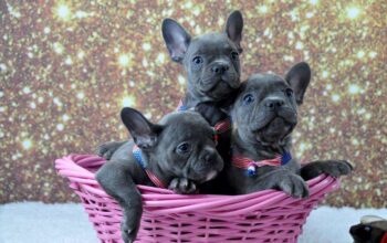 Sweet French bulldog puppies for sale