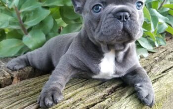 Quality French bulldog puppies for sale
