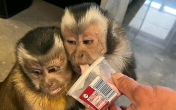 USDA Capuchin Monkey for re-homing, contact