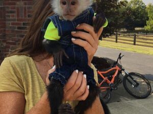 USDA Capuchin Monkey for re-homing, contact