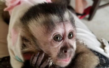 adorable Capuchin Babies Ready For their new homes